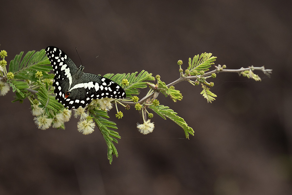 Butterfly on branch