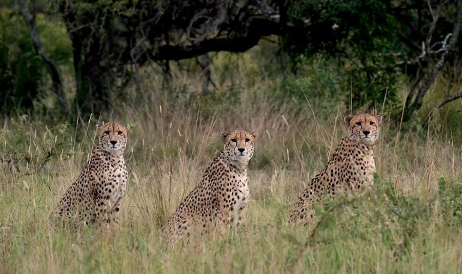 Three Cheetah at Zuka Private Game Reserve