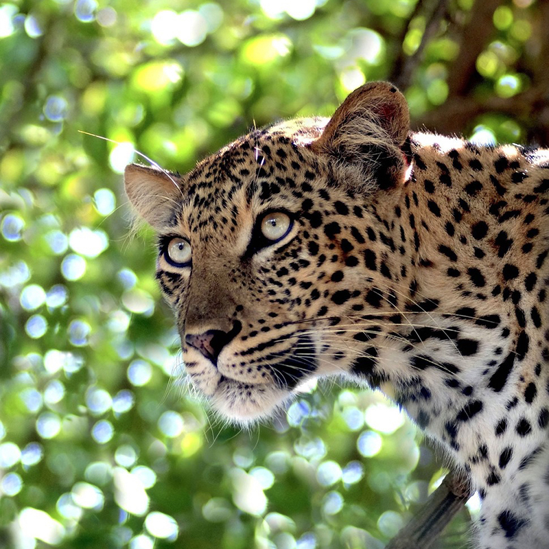 Leopard