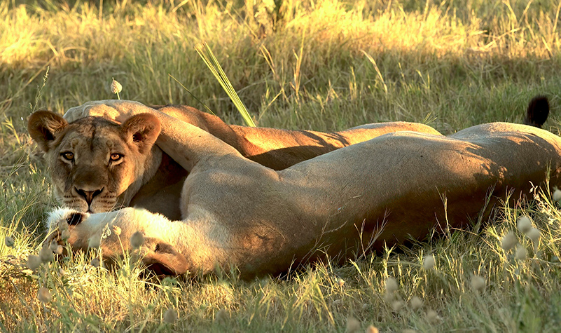 Lions at Zuka Private Game Reserve