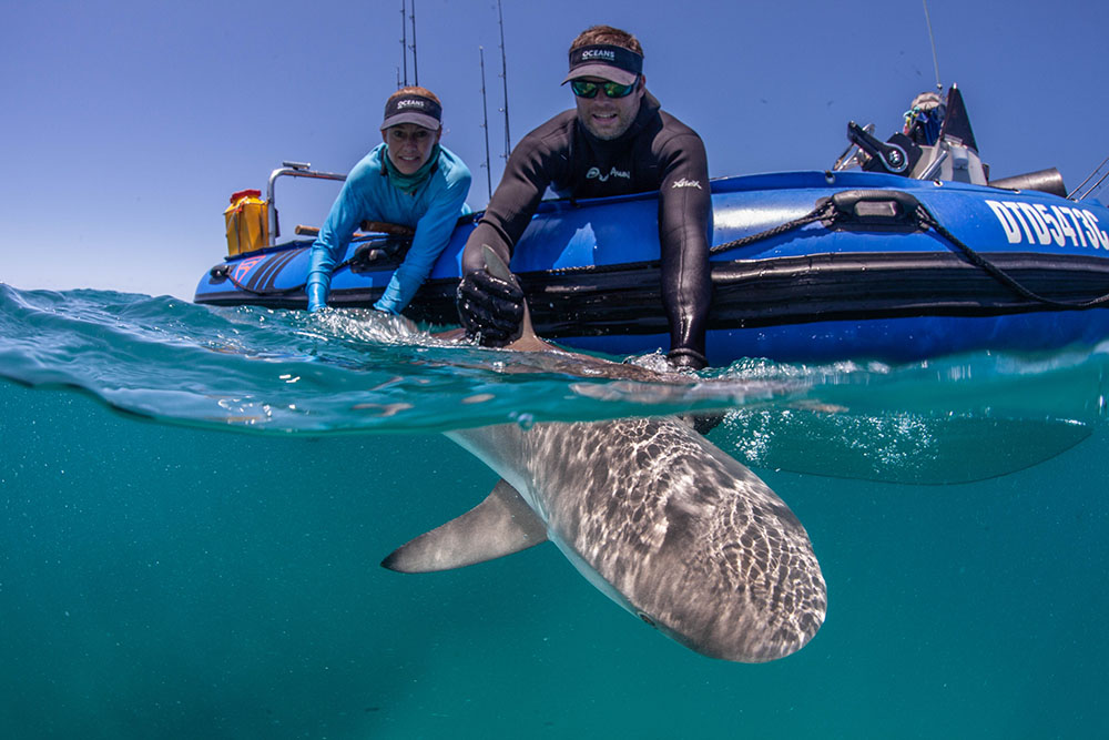 Oceans Without Borders OWB Mozambique Benguerra Marine apex predators grey reef shark underwater.