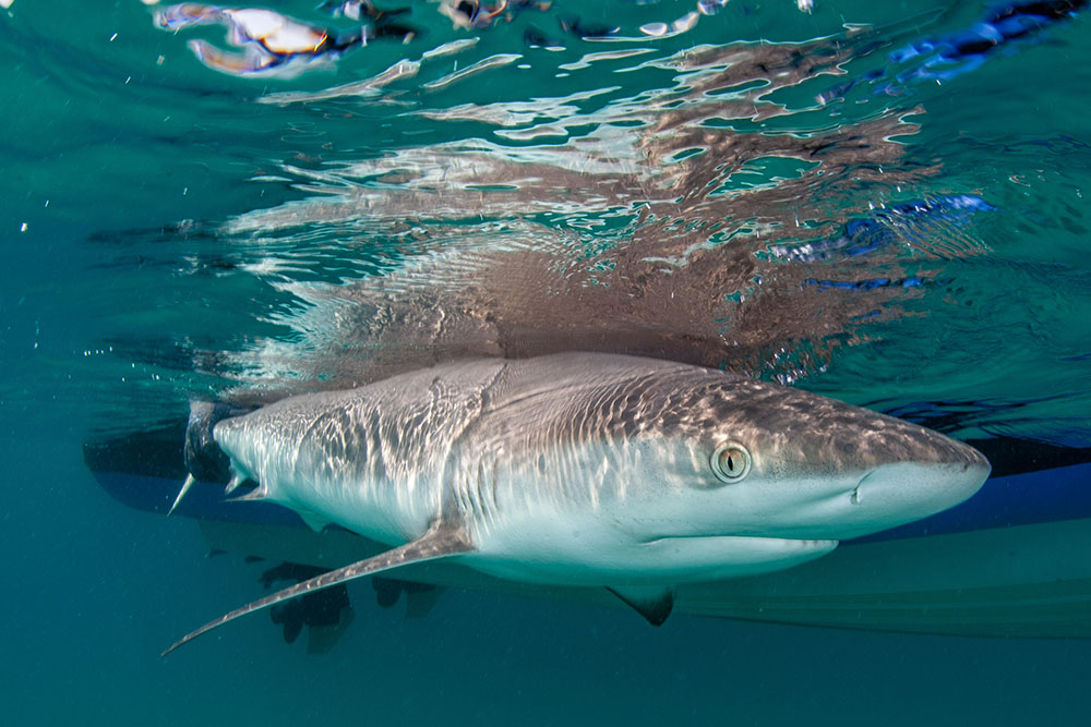 Oceans Without Borders OWB Mozambique Benguerra Marine apex predators grey reef shark underwater.