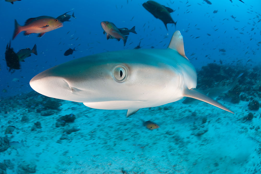 Oceans Without Borders OWB marine life grey reef shark